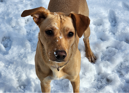 Casting call past winner pet images