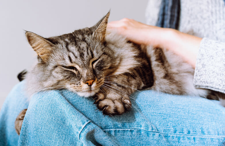 A fluffy cat sits on the lap of a young woman and receives pets