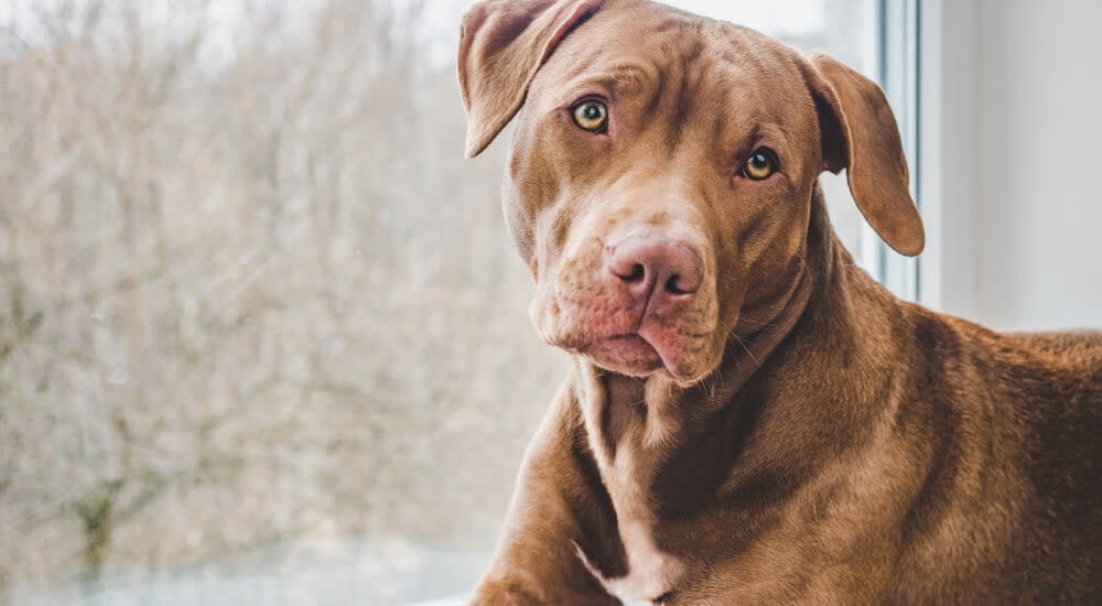 a close up shot of brown dog sitting near the window