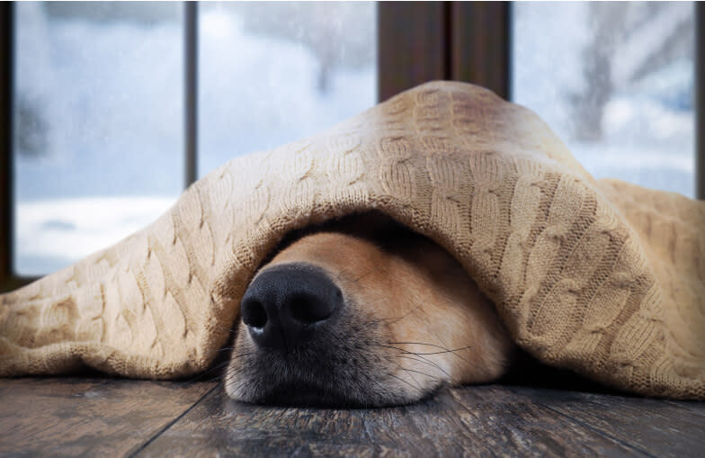 Dog naps under a warm blanket in the winter.