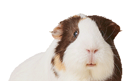 dashing for small pet deals