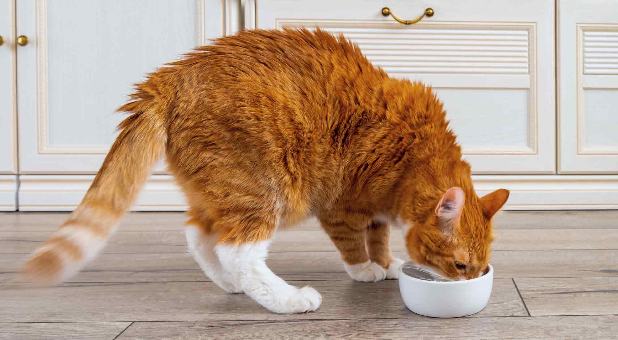 white and orange cat eating