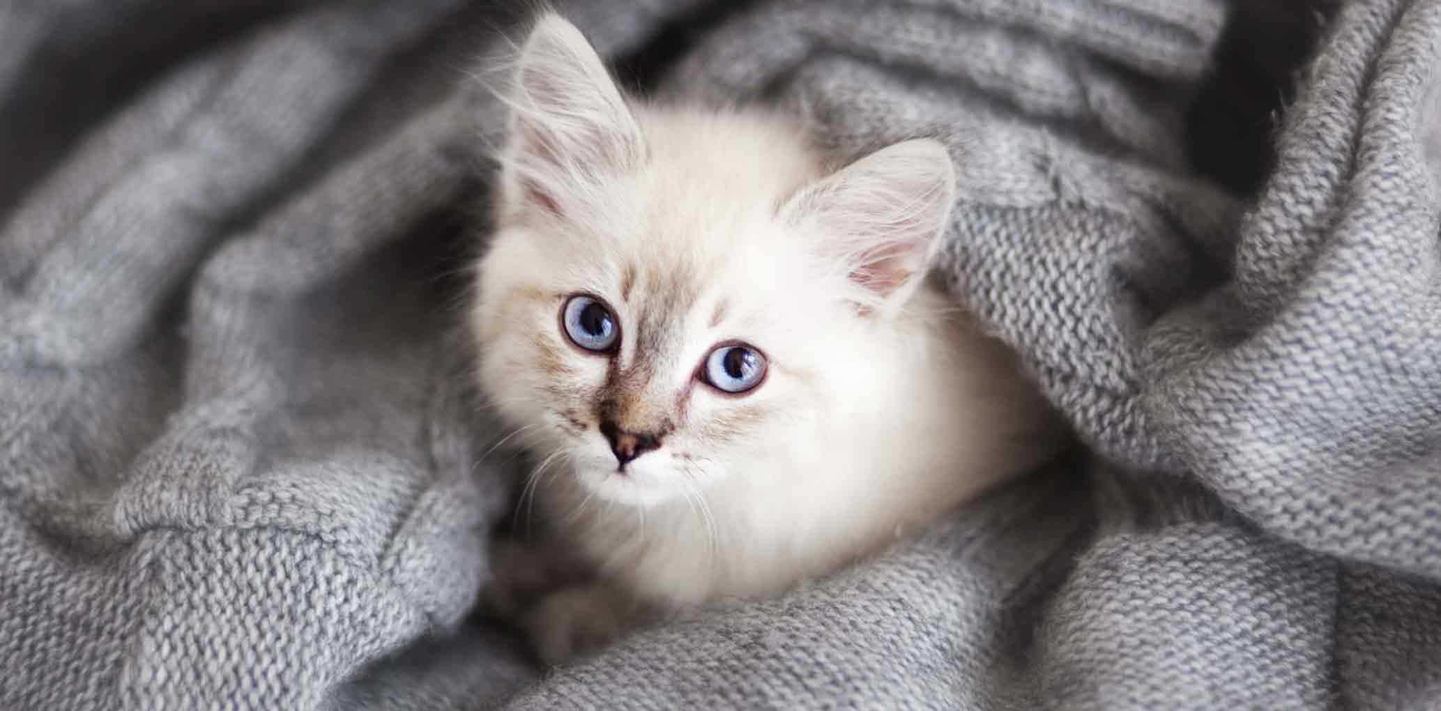 white kitten sitting and wrapped in a blanket looking up