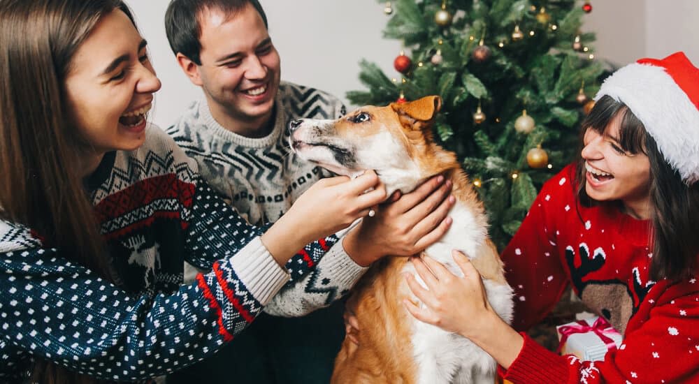 Happy family having fun and playing with dog at christmas tree with lights.