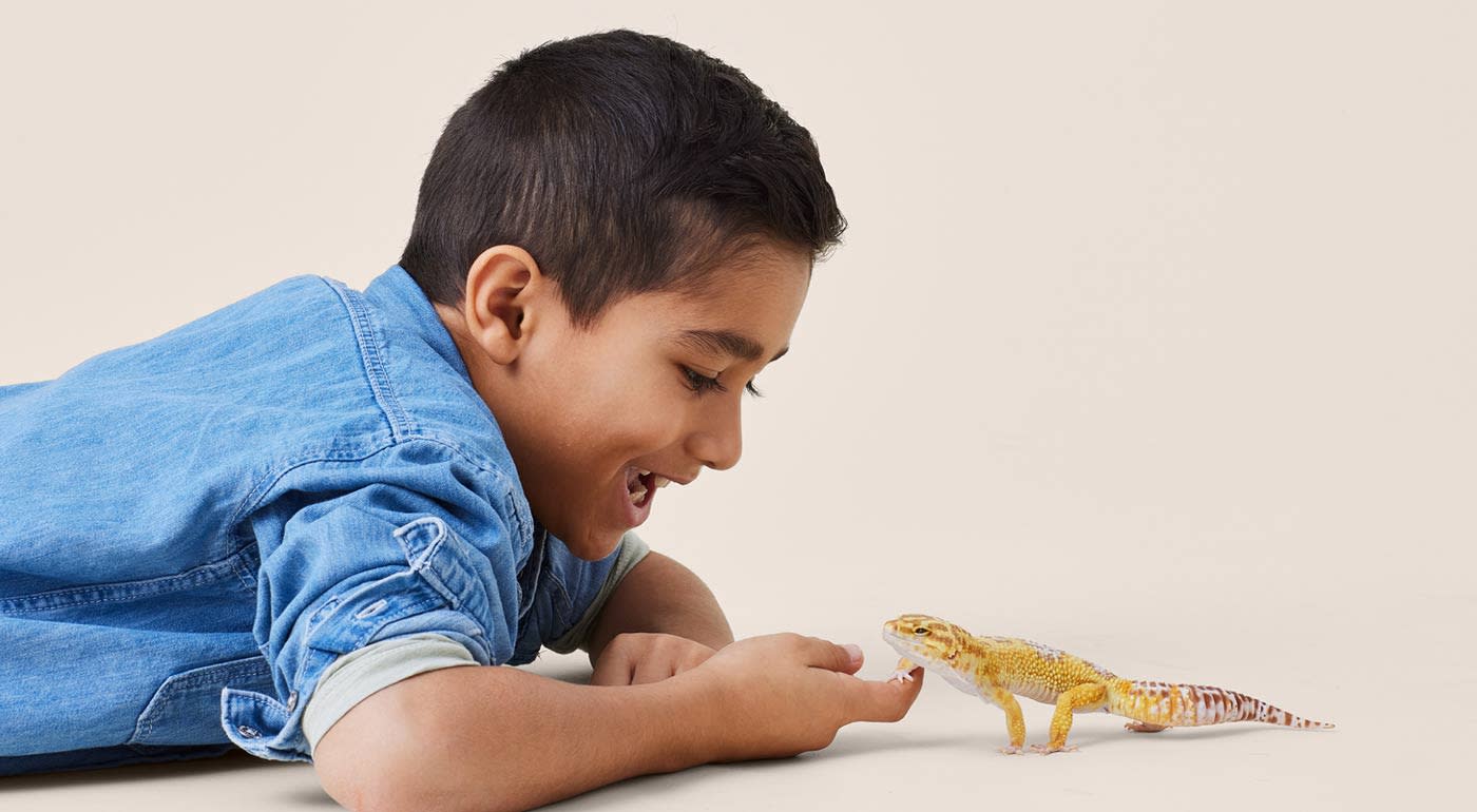 Small boy playing with a gecko