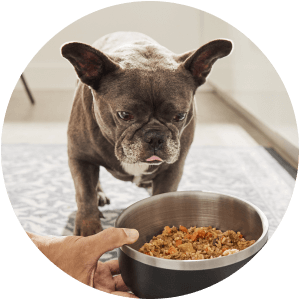 Dog Food & Treats