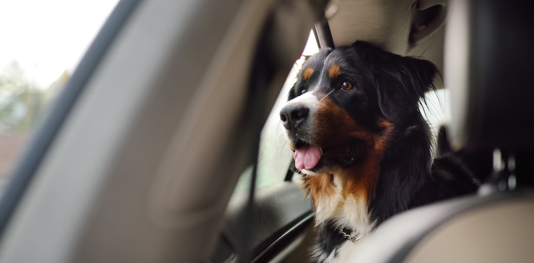 A big dog taking a trip in the back seat of a car looking outside the window