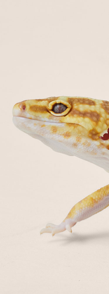 Banner Reptile
