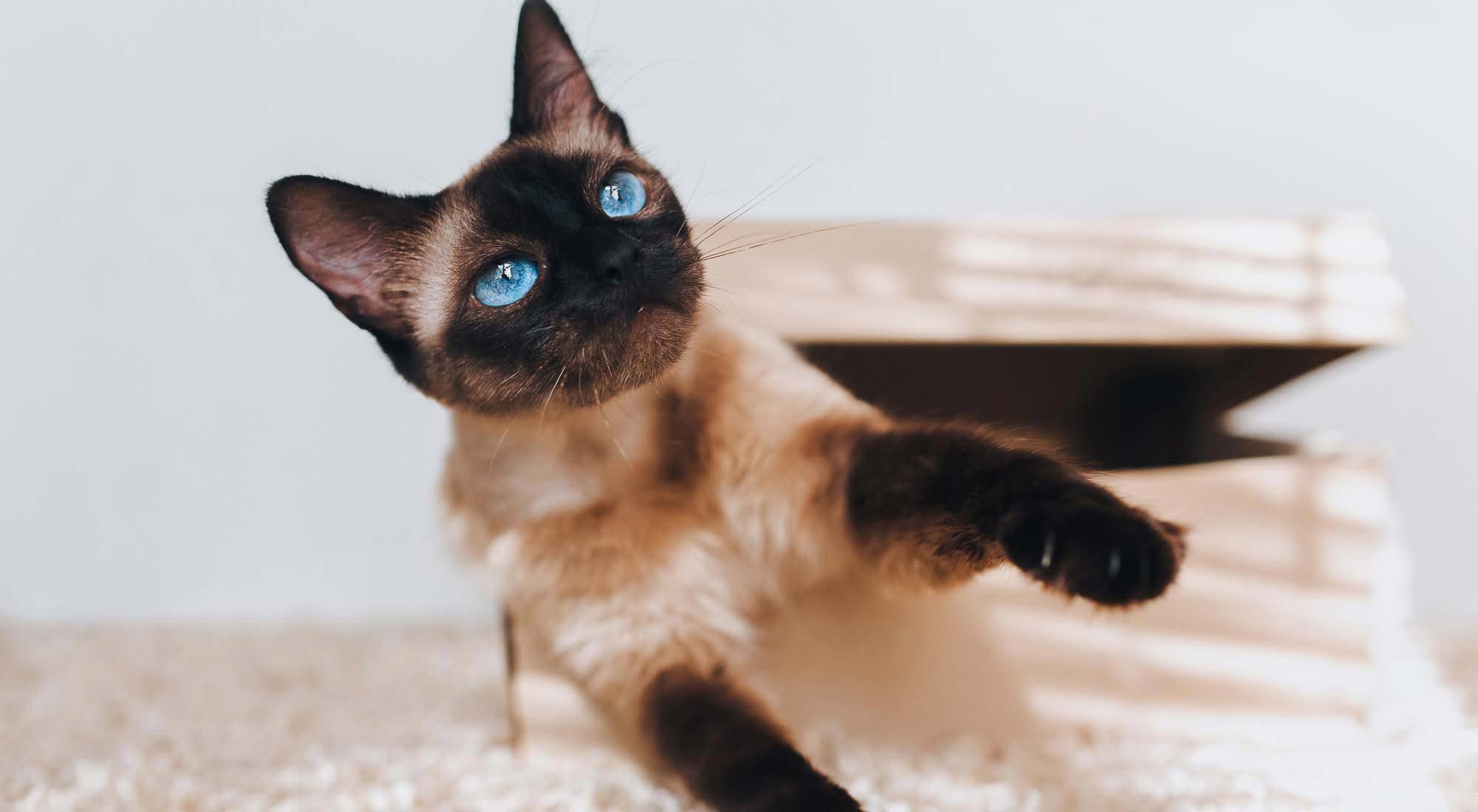 siamese cat sitting on a couch