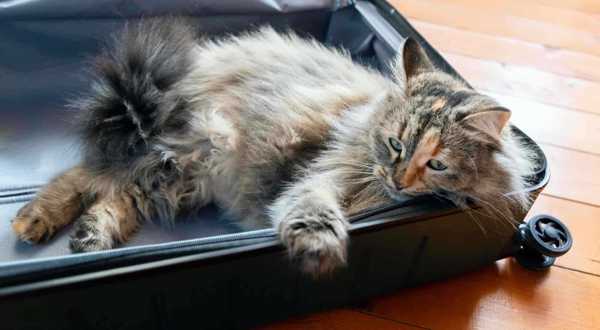 Cat laying down in an empty suitcase