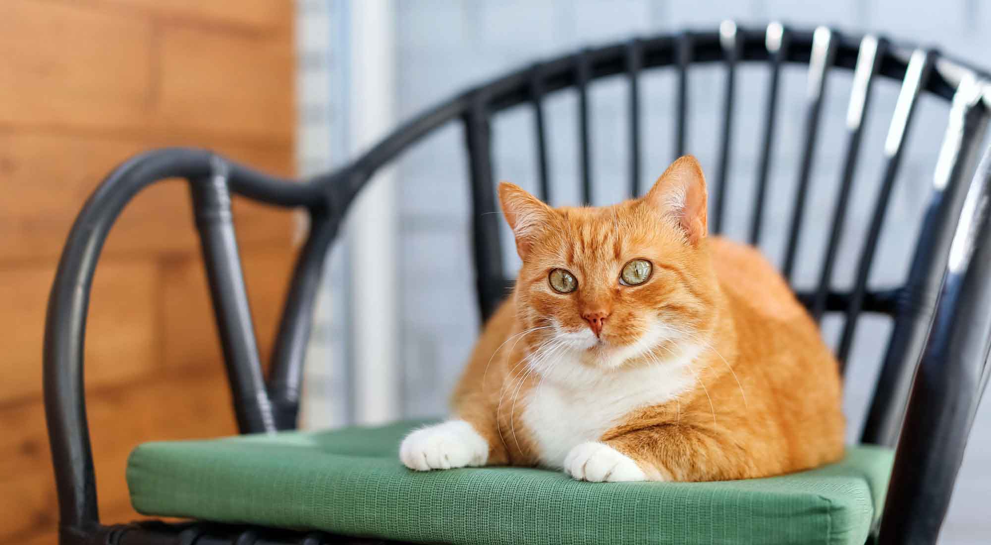 white and orange cat sitting on a chair