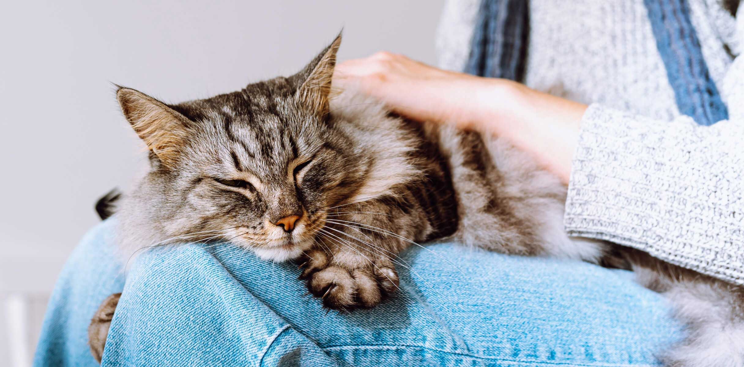 A fluffy cat sits on the lap of a young woman and receives pets