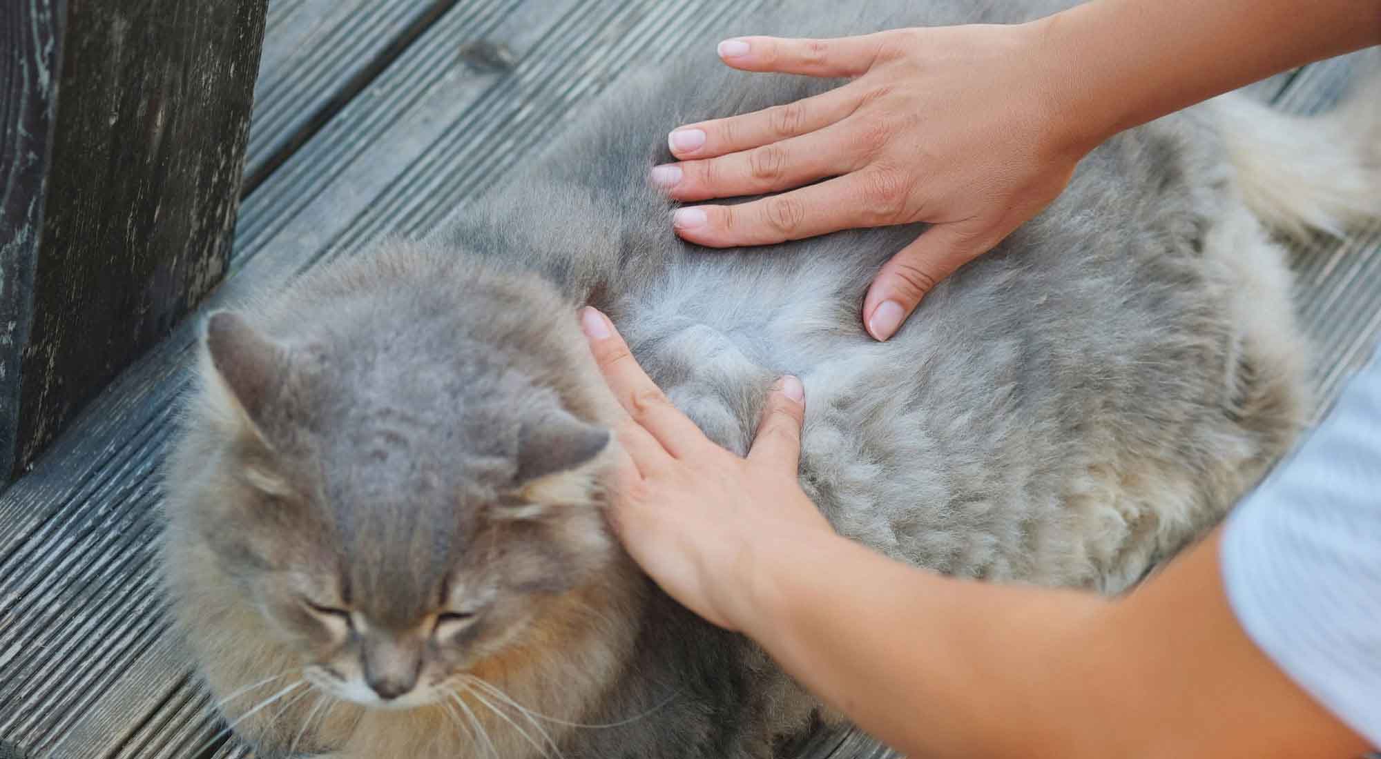 cat sitting while pet owner looking into fur