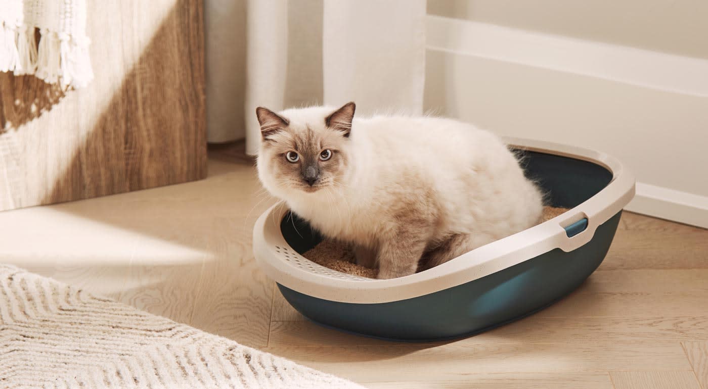 cat in a litter box