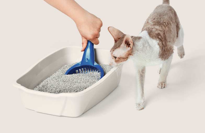 A large, fluffy, calico-coloured cat stands in a litter box