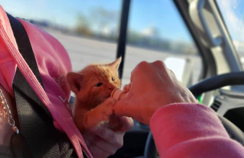 A kitten drinks from a bottle held by someone with a pink long sleeved shirt on, while inside pet transport vehicle