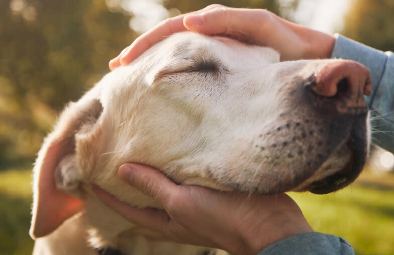 A person pets their senior yellow dogs face in the sun outdoors