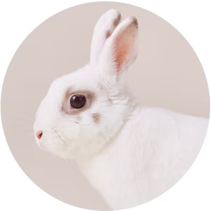 Small Pet - No Background