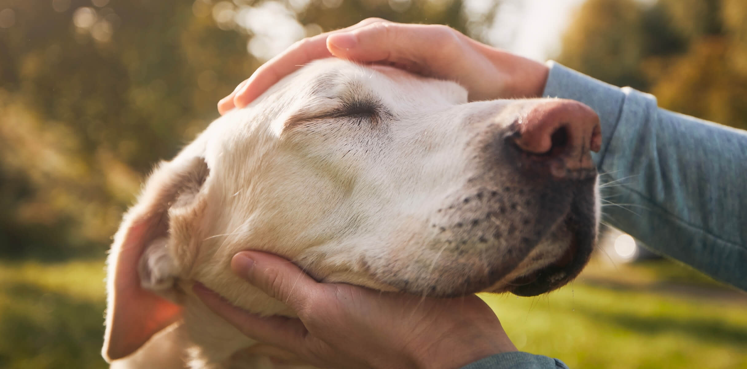 A person pets their senior yellow dogs face in the sun outdoors