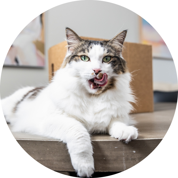 Wet Cat Food