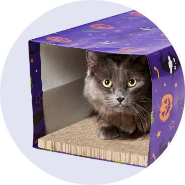 Cat - No Background - Halloween