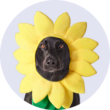Dog - No Background - Halloween