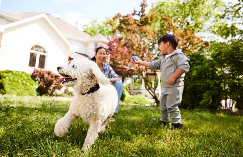 Mom and son throw a ball on their lawn for their white dog