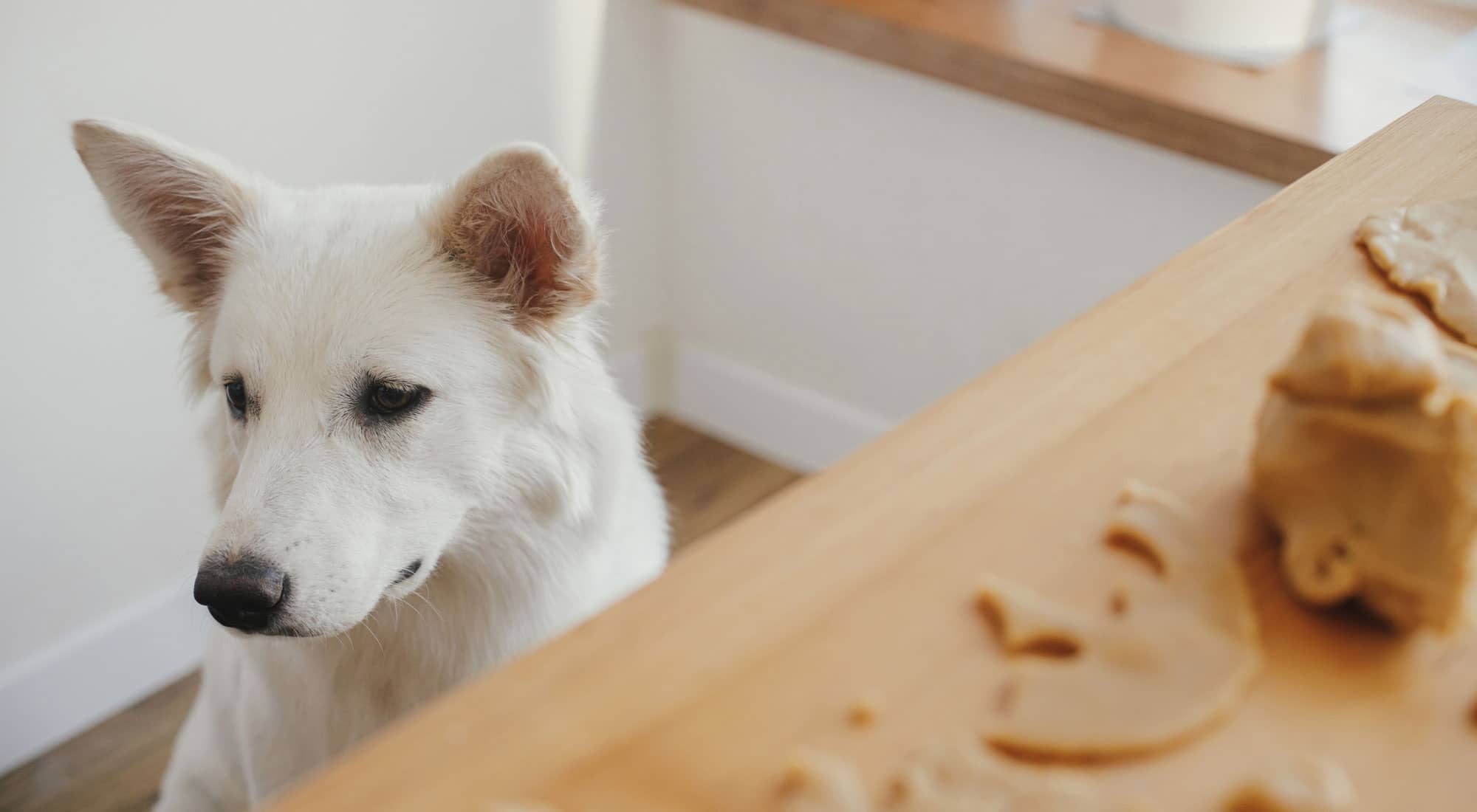 a white dog sitting beside table and looking down