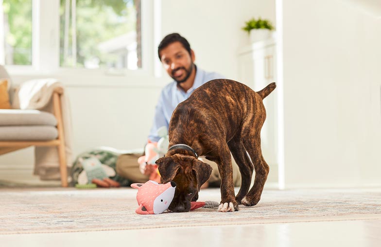 A man in light blue shirt watching his dog playing with a stuffed toy animal