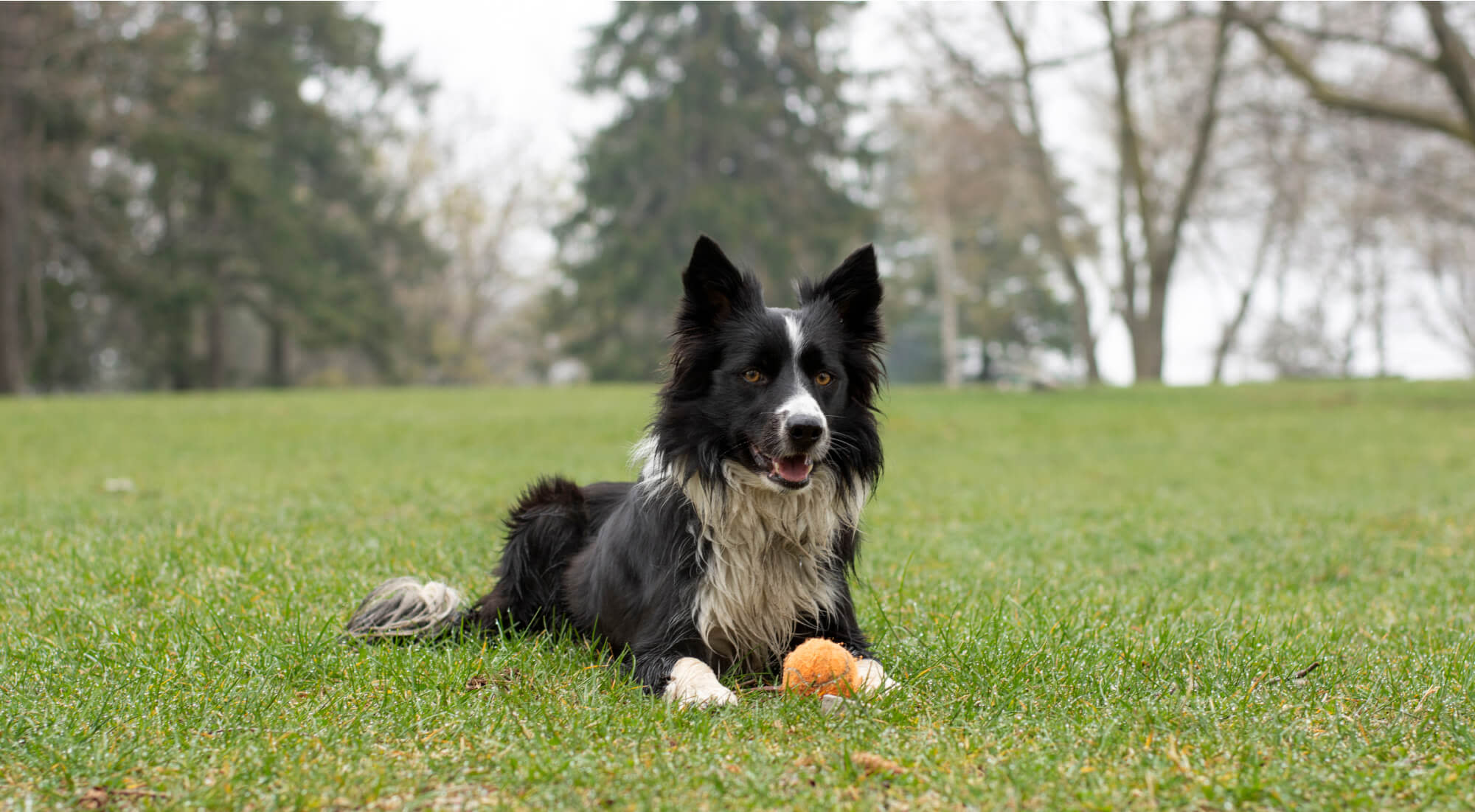 A big dog playing fetch outdoors in the grass.