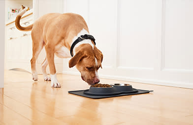 What exactly is my pet eating - A dog eating dry food