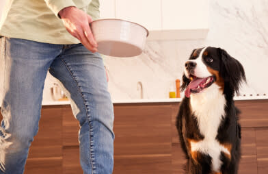 A DPL prepares and serves a dog bowl full of performatrin culinary to their pet dog