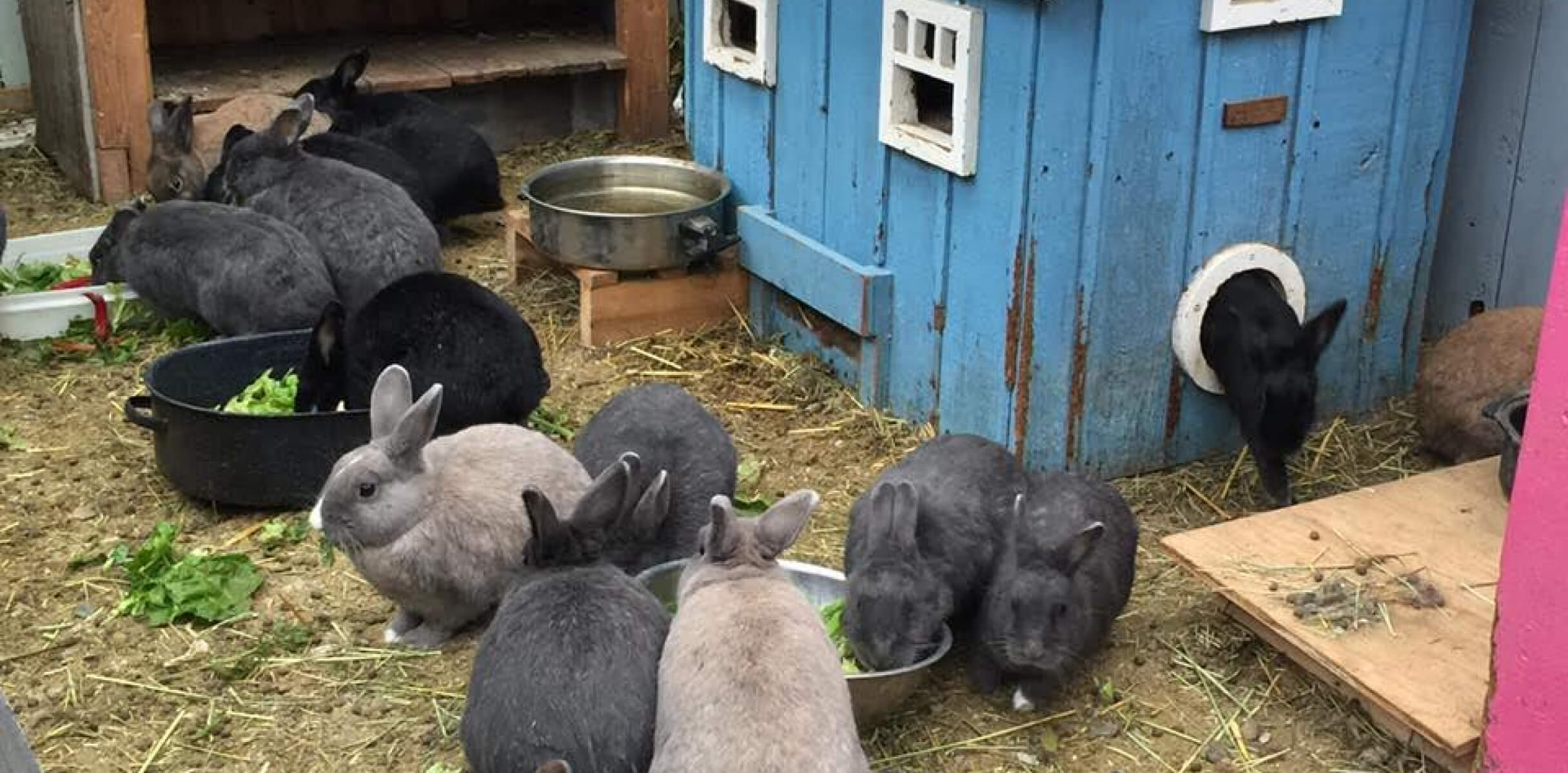 Multiple rabbits in an enclosure with straw on the floor eat lettuce from bowls