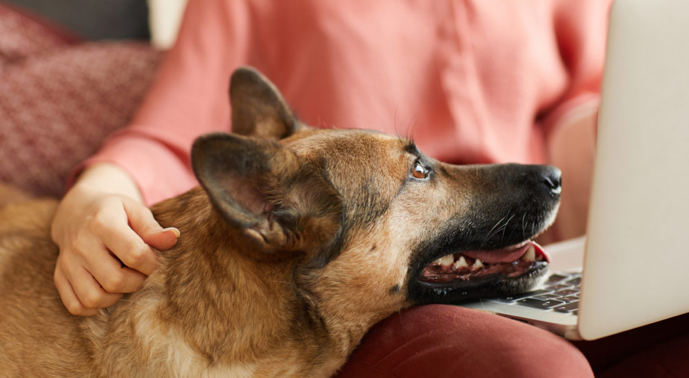 Breed-specific strategies for health and wellness - Dog resting head on human lap