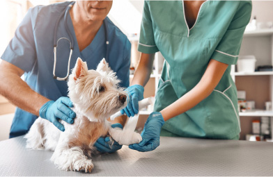 Two veterinarians in work uniform bandaging a paw of a small dog
