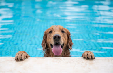 Celebrate summer with your pet — Canadian style - Dog in swimming pool