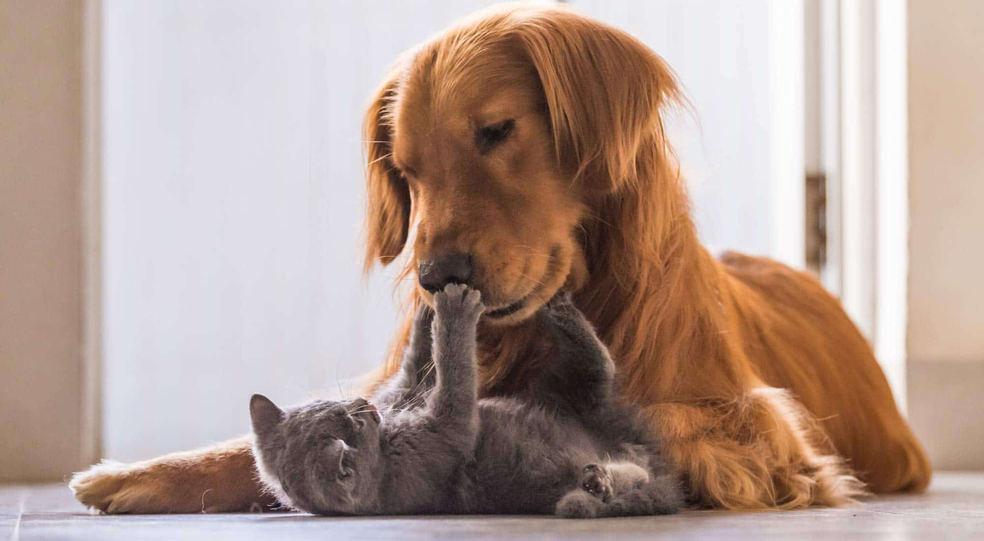 Kitten pawing at Dog’s nose playfully