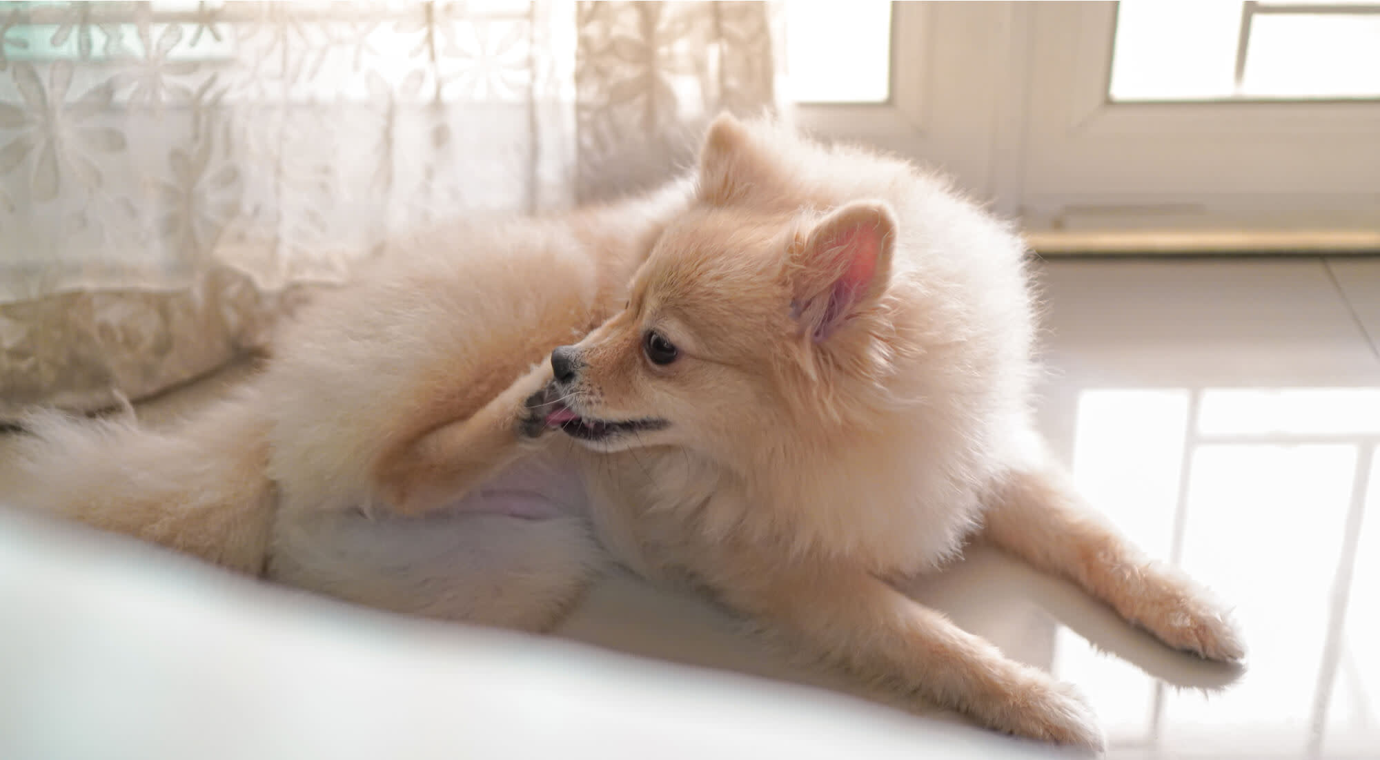 a Pomeranian cleans her paws while sitting on a white marble floor.