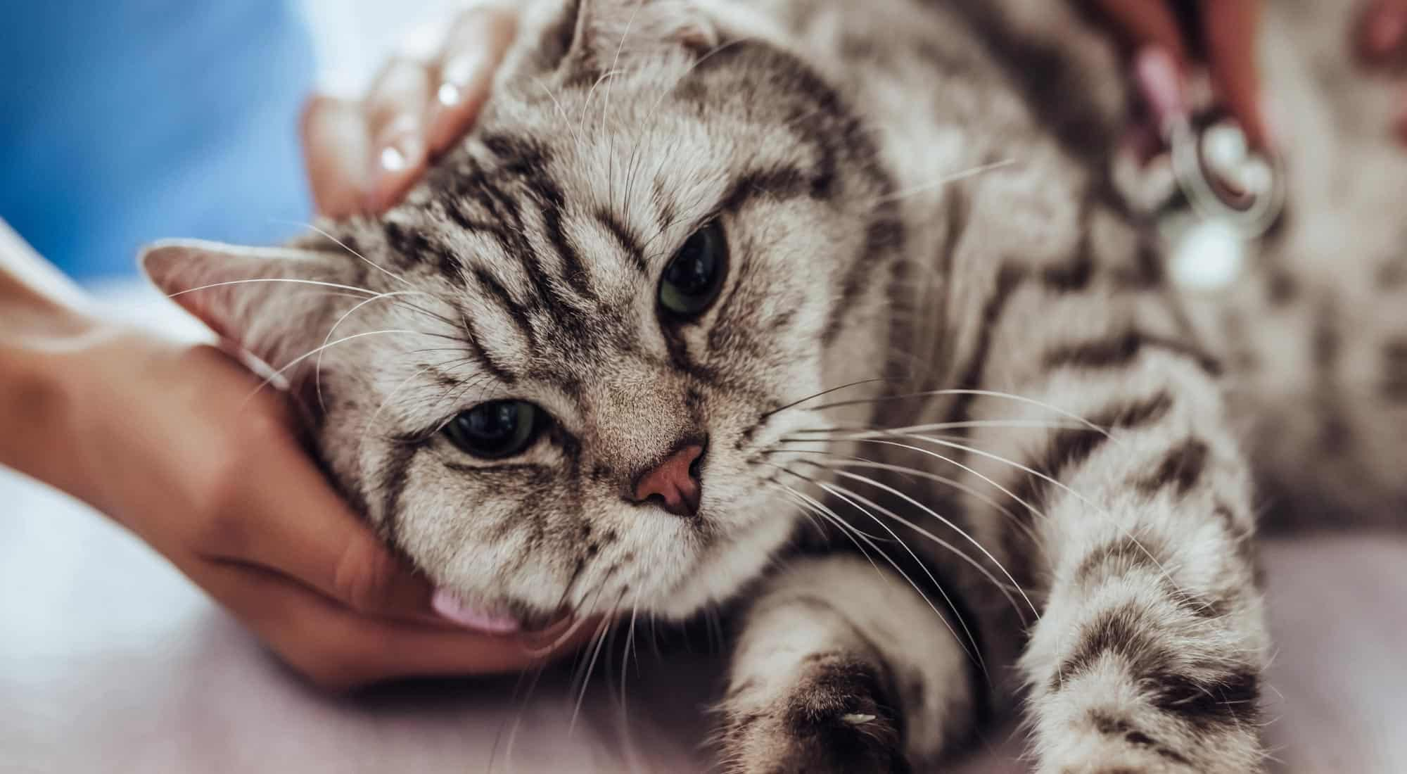 Striped cat getting pats from a veterinarian