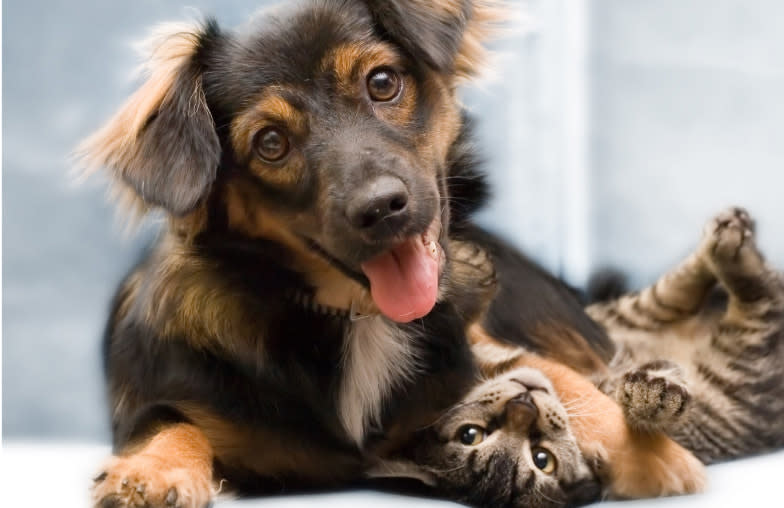 Young puppy and kitten playing together