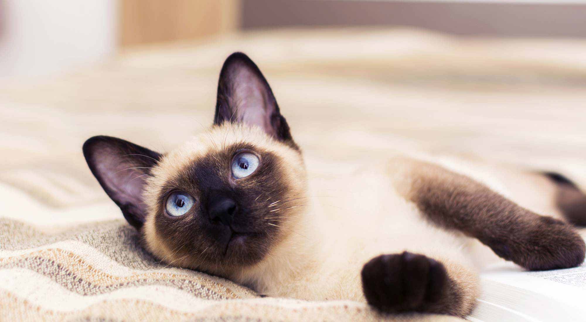 siamese cat lying on the bed