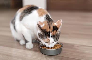 How to choose the best food for your pet - A cat sitting and eating dry food