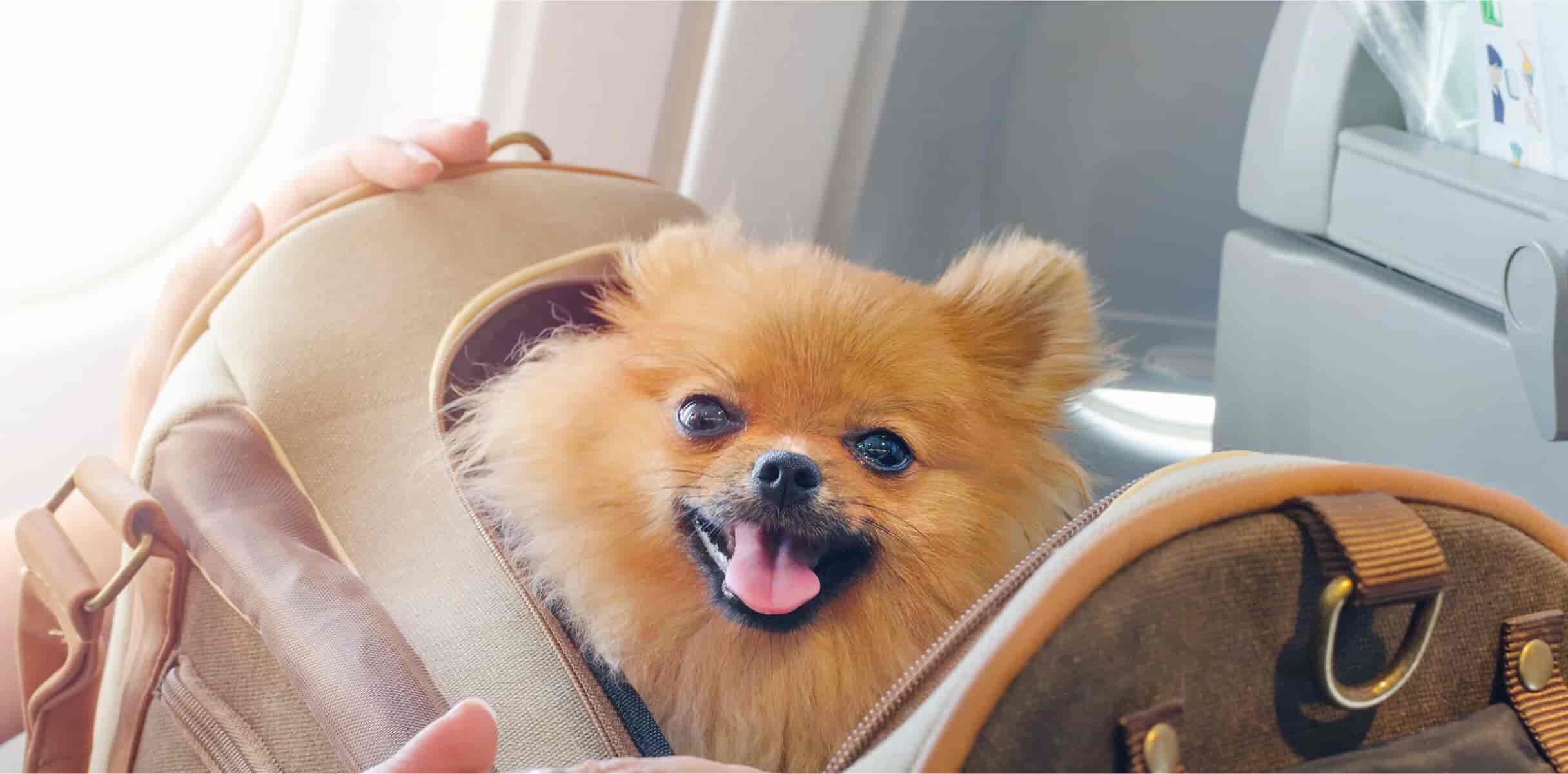 Fluffy dog sitting in travel carrier