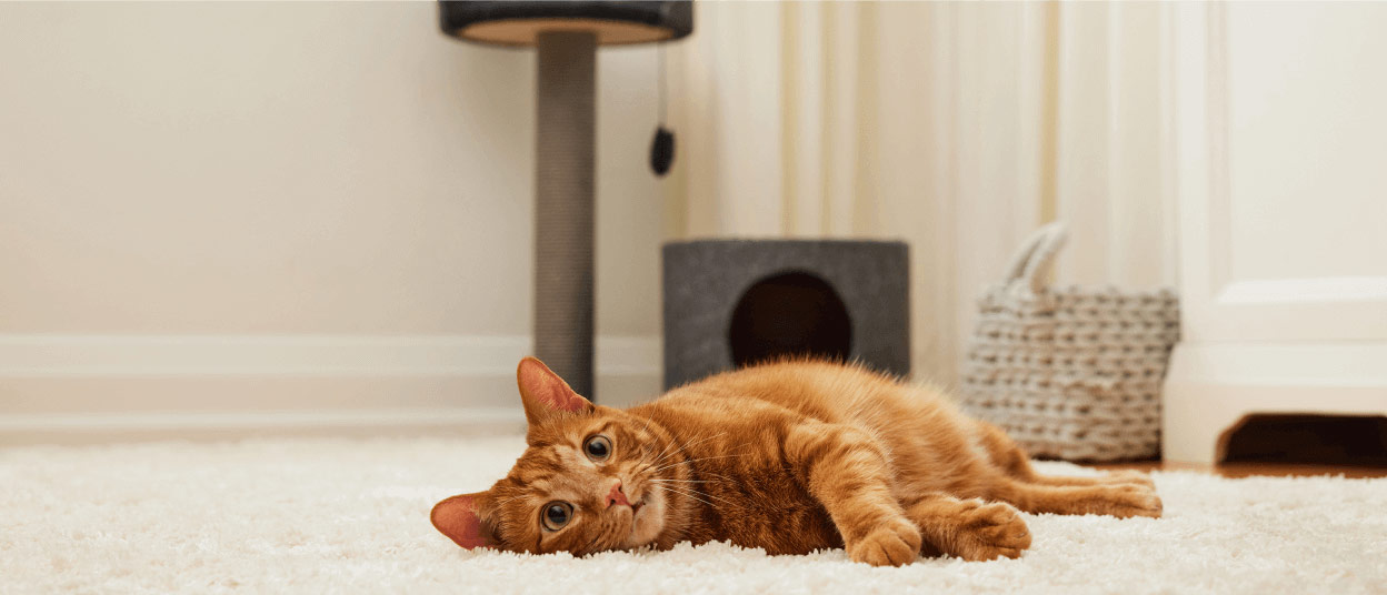 Moving with pets. How to ease your furry friend’s transition from one home to another.