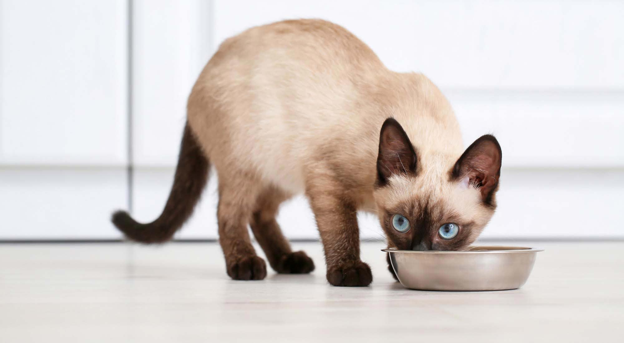 siamese cat sitting eating