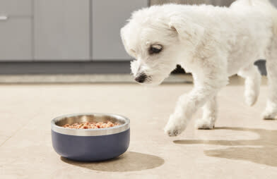 DPL introduces performatrin culinary raw food to their Maltese dog.