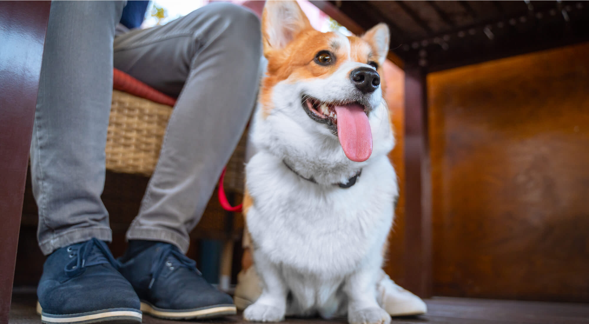 A corgi sits patiently under the table next to its DPL.