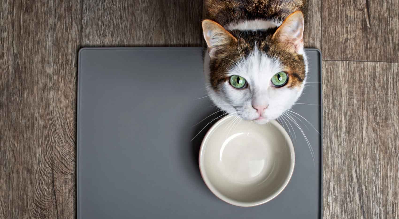 cat sitting in front of cat bowl looking up