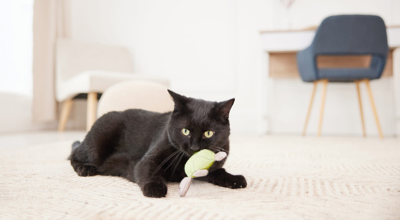 A black cat sitting on the carpet in a house while playing with a plush toy.