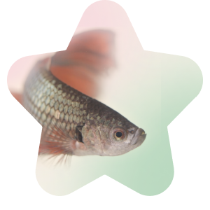 Fish Image